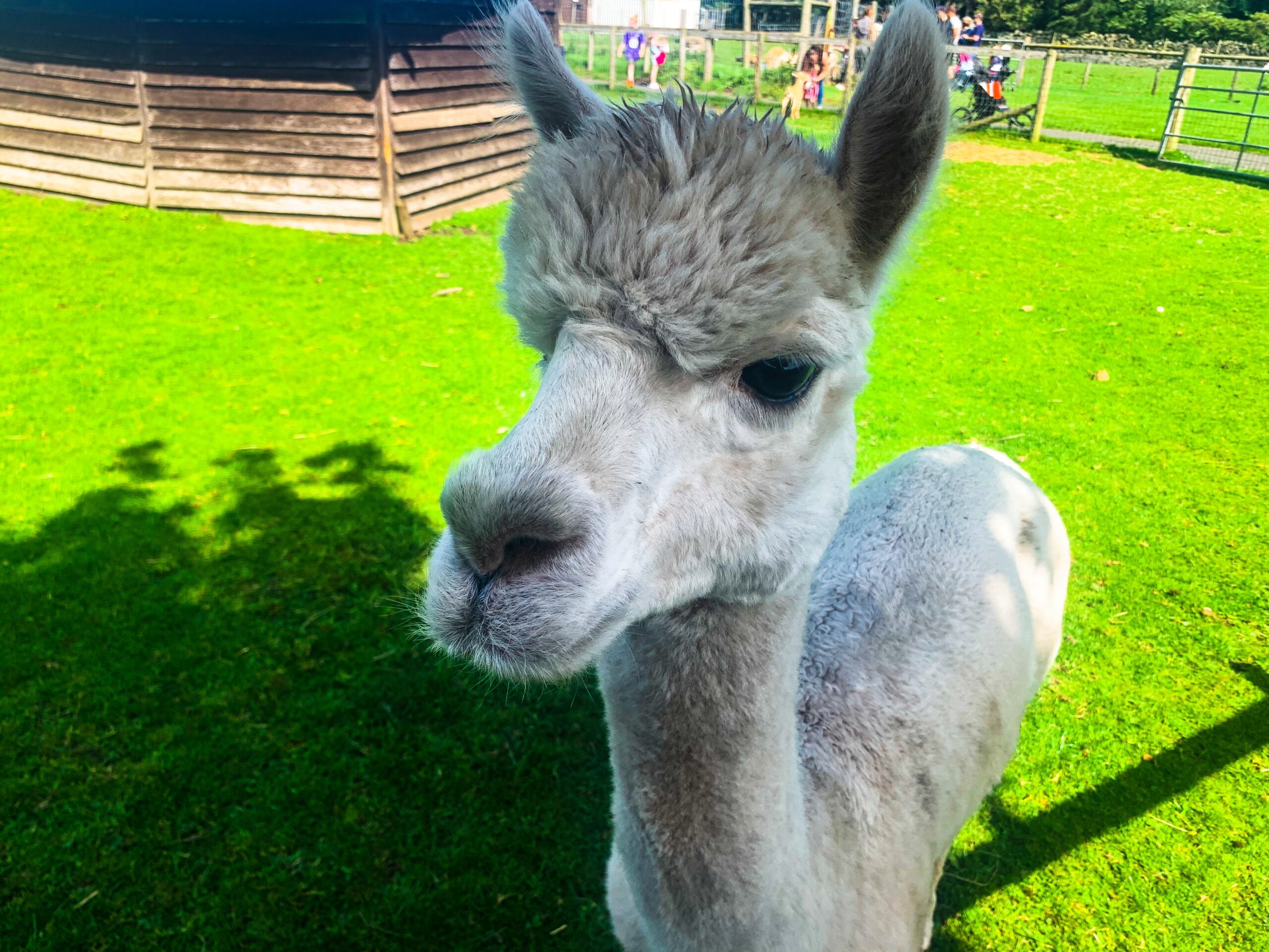 Alpaca at Matlock Farm Park