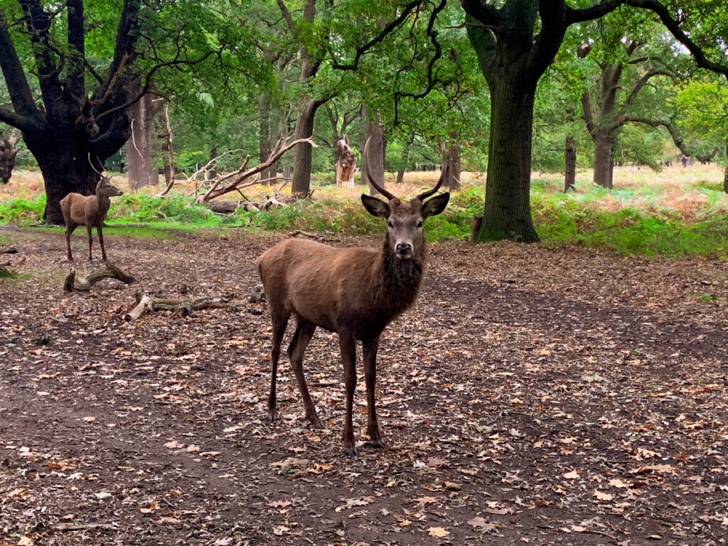 Richmond Park