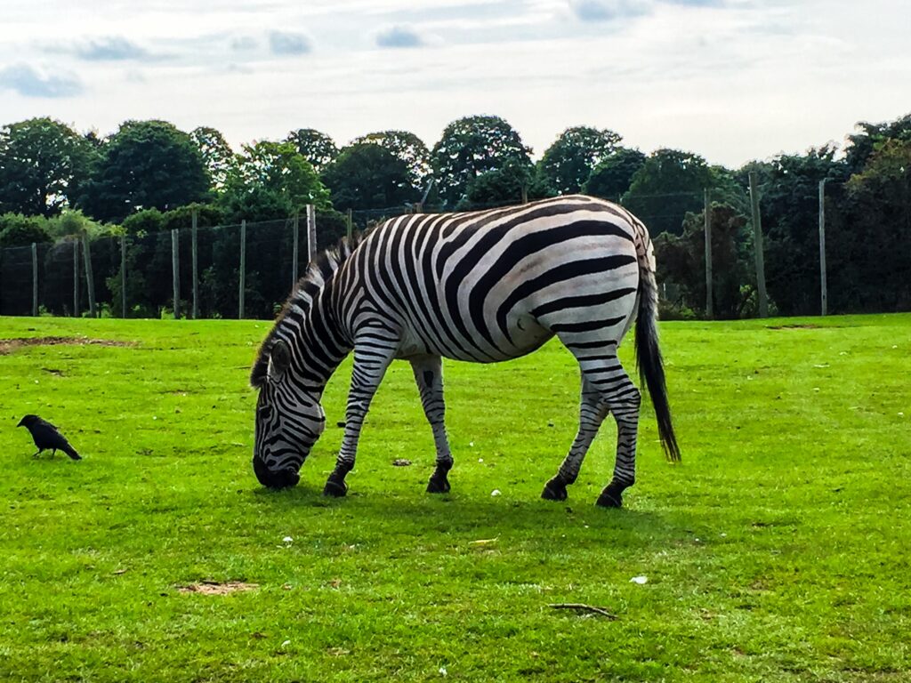 West Midlands Safari Park