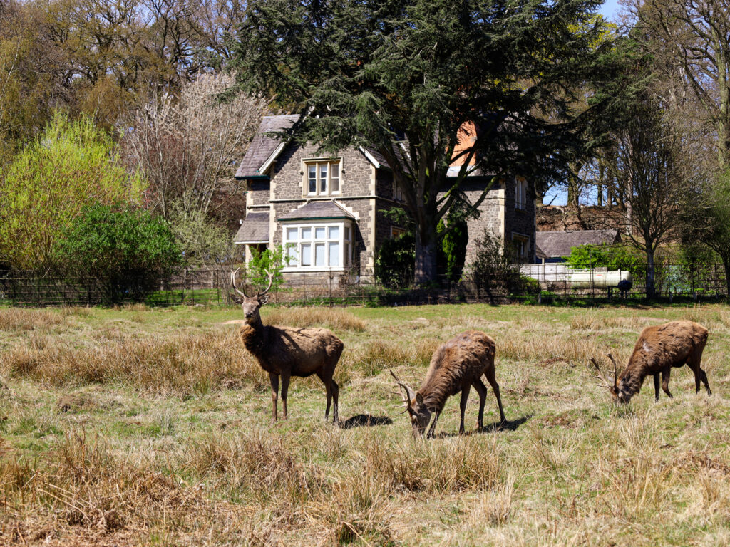 Bradgate Park