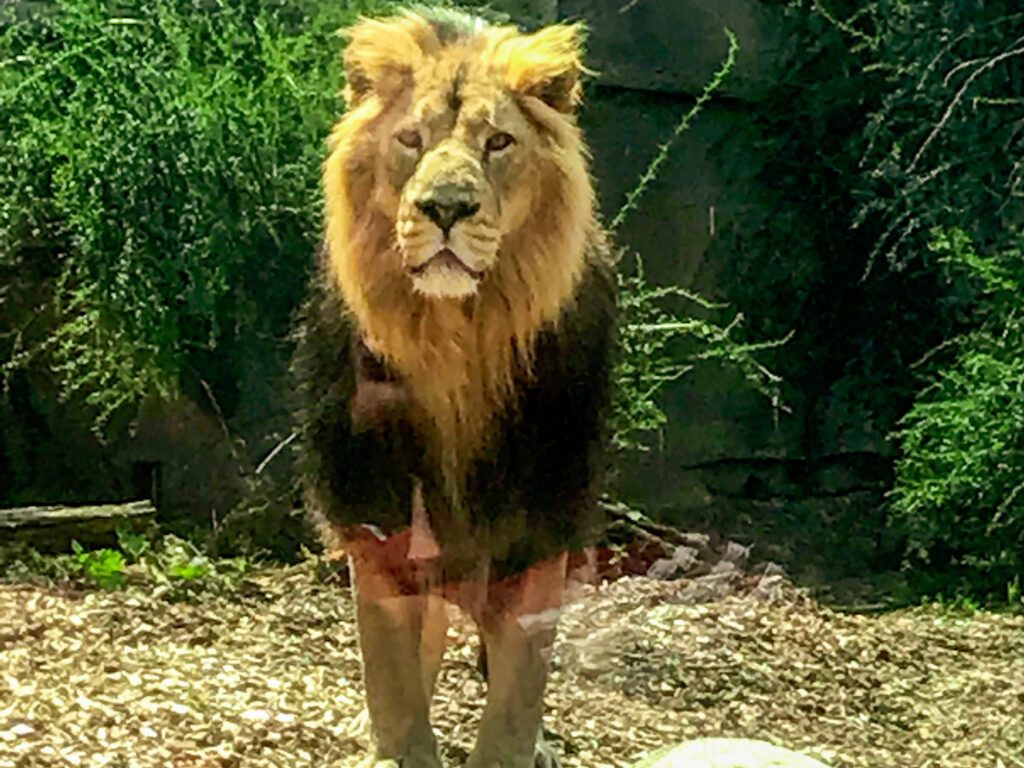 Lion at Chessington