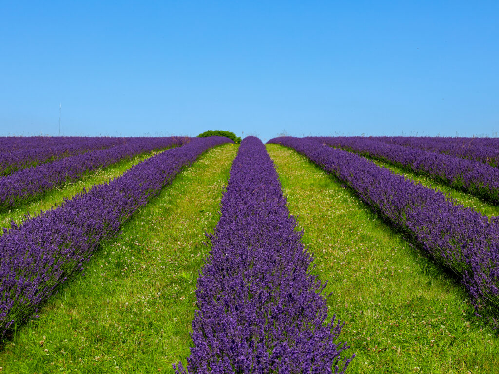 Cotswold Lavender